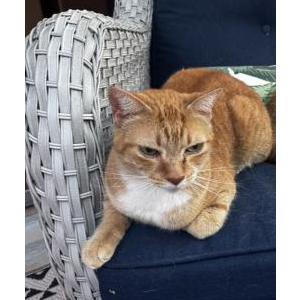 Image of Kitty, Lost Cat