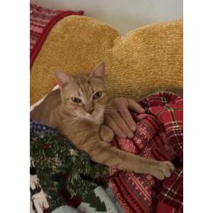 2nd Image of Kitty, Lost Cat