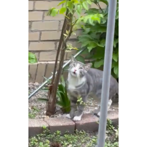 Found Cat Unknown