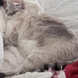 Image of Lullaby, Lost Cat