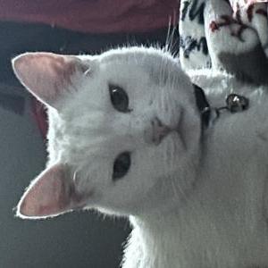 Image of Sweetboy, Lost Cat