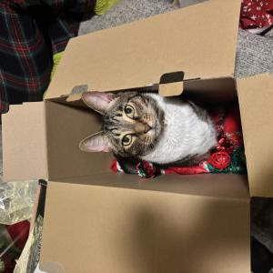 Image of Loc, Lost Cat