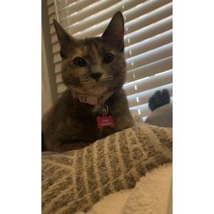 Image of Amal, Lost Cat