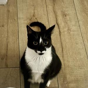 Image of Taco, Lost Cat