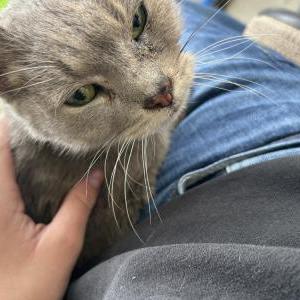 Image of Cupcake, Lost Cat
