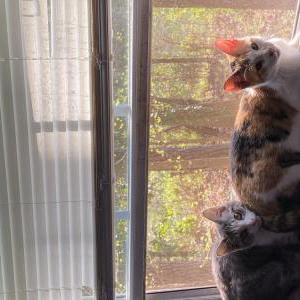 Image of mini, Lost Cat