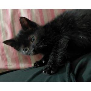 Image of Keiper, Lost Cat
