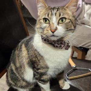 Image of Molly, Lost Cat