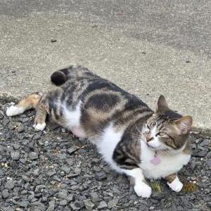 2nd Image of Molly, Lost Cat
