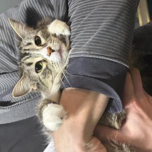 Lost Cat Hazel