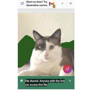 Lost Cat Cleo