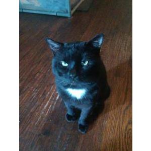 Image of Midnight, Lost Cat