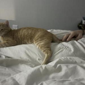 Lost Cat Garfield