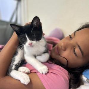 Image of figaro, Lost Cat
