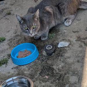Found Cat Unknown