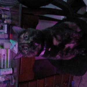 Image of bonnie, Lost Cat