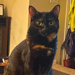 Image of Sitka, Lost Cat