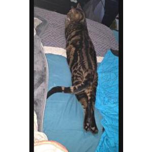 Image of Twister, Lost Cat