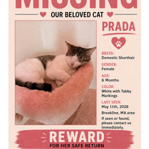 Image of prada, Lost Cat