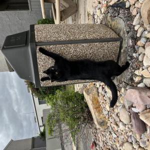 Image of Bean, Lost Cat