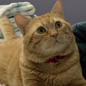 Image of Wendell, Lost Cat