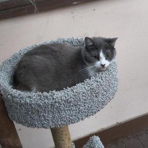 Lost Cat Cinder