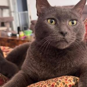 Image of Vlad, Lost Cat