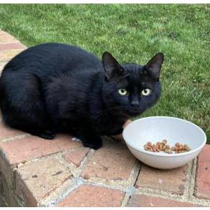Image of Unknown, Found Cat