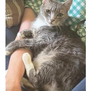 Image of Milo, Lost Cat
