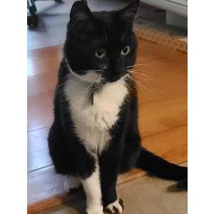 Image of Lyla, Lost Cat