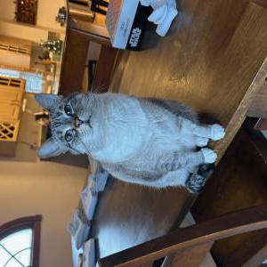 Image of Maeve, Lost Cat