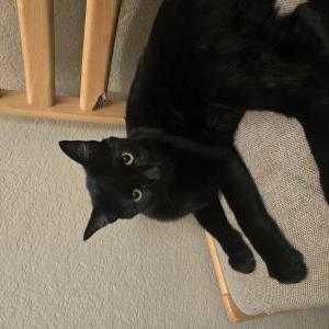 Image of Yokai, Lost Cat