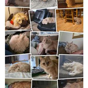 Image of Fassa, Lost Cat