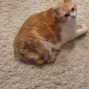 Image of Cashew, Lost Cat