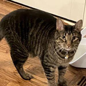 Lost Cat Elliott