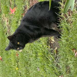 Image of Porro, Lost Cat