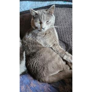 Image of blue, Lost Cat