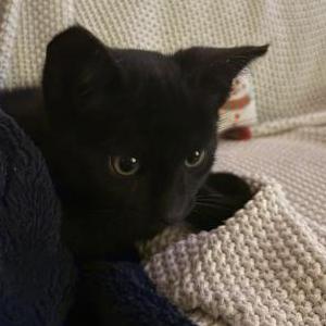 Image of Batman, Lost Cat
