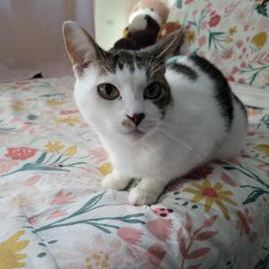 Image of Luna, Lost Cat