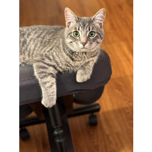 Image of Jack, Lost Cat