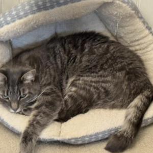2nd Image of Jack, Lost Cat