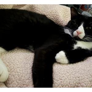 Image of Minerva, Lost Cat