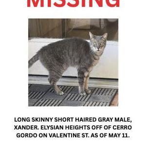 Lost Cat Xander
