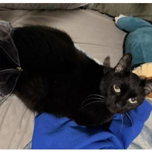 Lost Cat Lucky