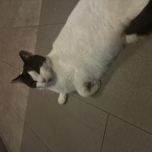 Found Cat Unknown