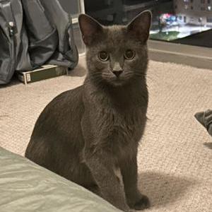 Image of Sylvia, Lost Cat