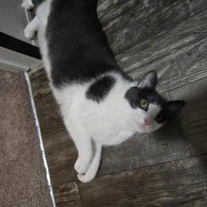 Image of Wallace, Lost Cat