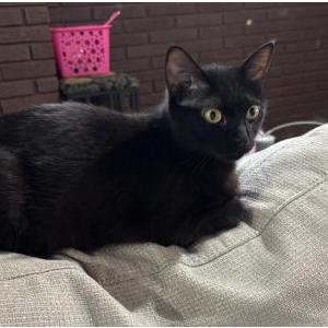 Image of Tawny, Lost Cat