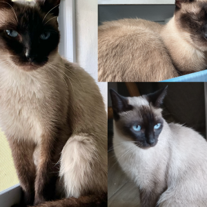 Image of Crunchy, Lost Cat