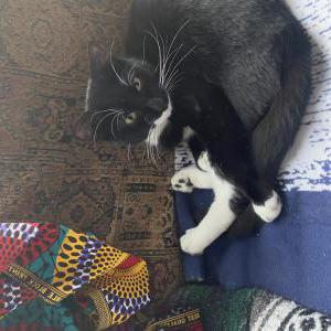 Image of Vessel, Lost Cat